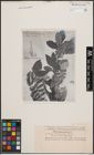 Foto von Salix daiseniensis Seemen